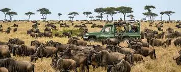 The Great Wildebeest Migration 2023/2024: A Natural Wonder of the World